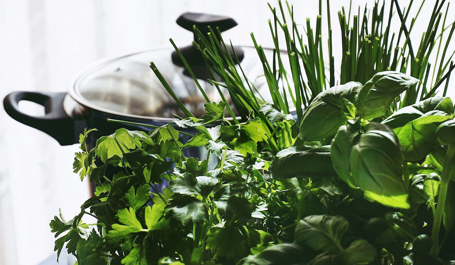 Basil essential oil benefits (image sourced via Pexels / Photo by suzy)